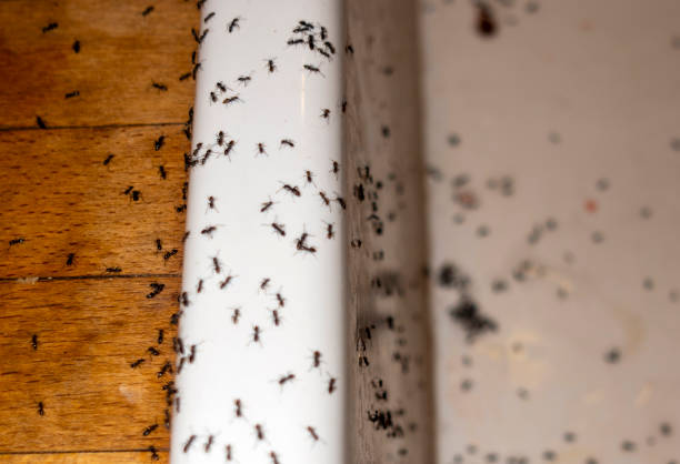 Best Flea Control Services  in Chino Hills, CA