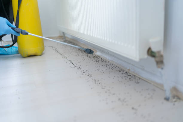 Best Exterminator Services  in Chino Hills, CA